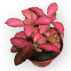 Mosaikpflanze “rot” 9cm Topf