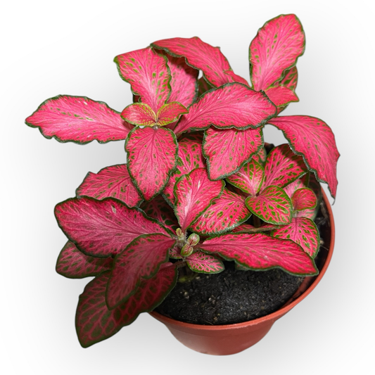 Mosaikpflanze “rot” 9cm Topf