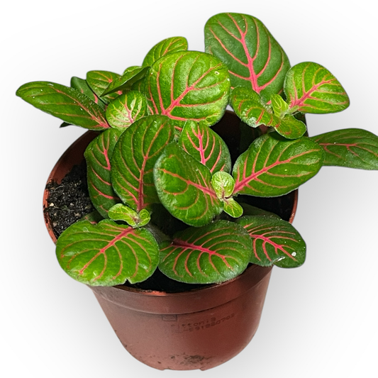 Mosaikpflanze “rot/grün” 9cm Topf