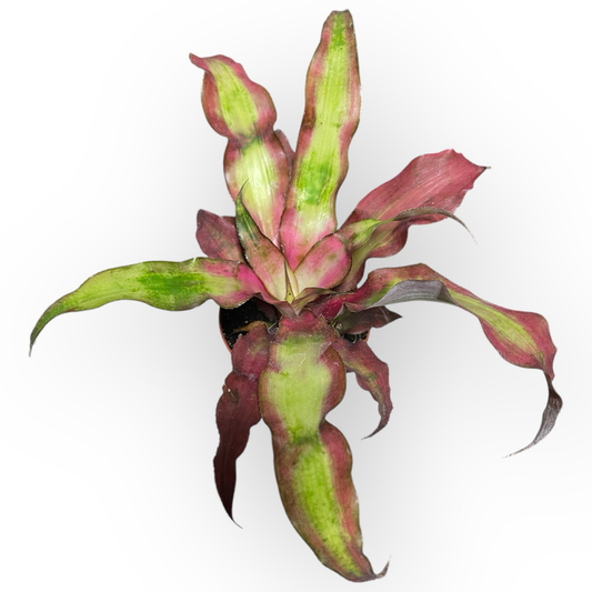 Cryptanthus rot/grün 10cm