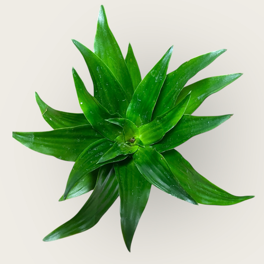 Baby Drachenbaum – Dracaena compacta 6cm