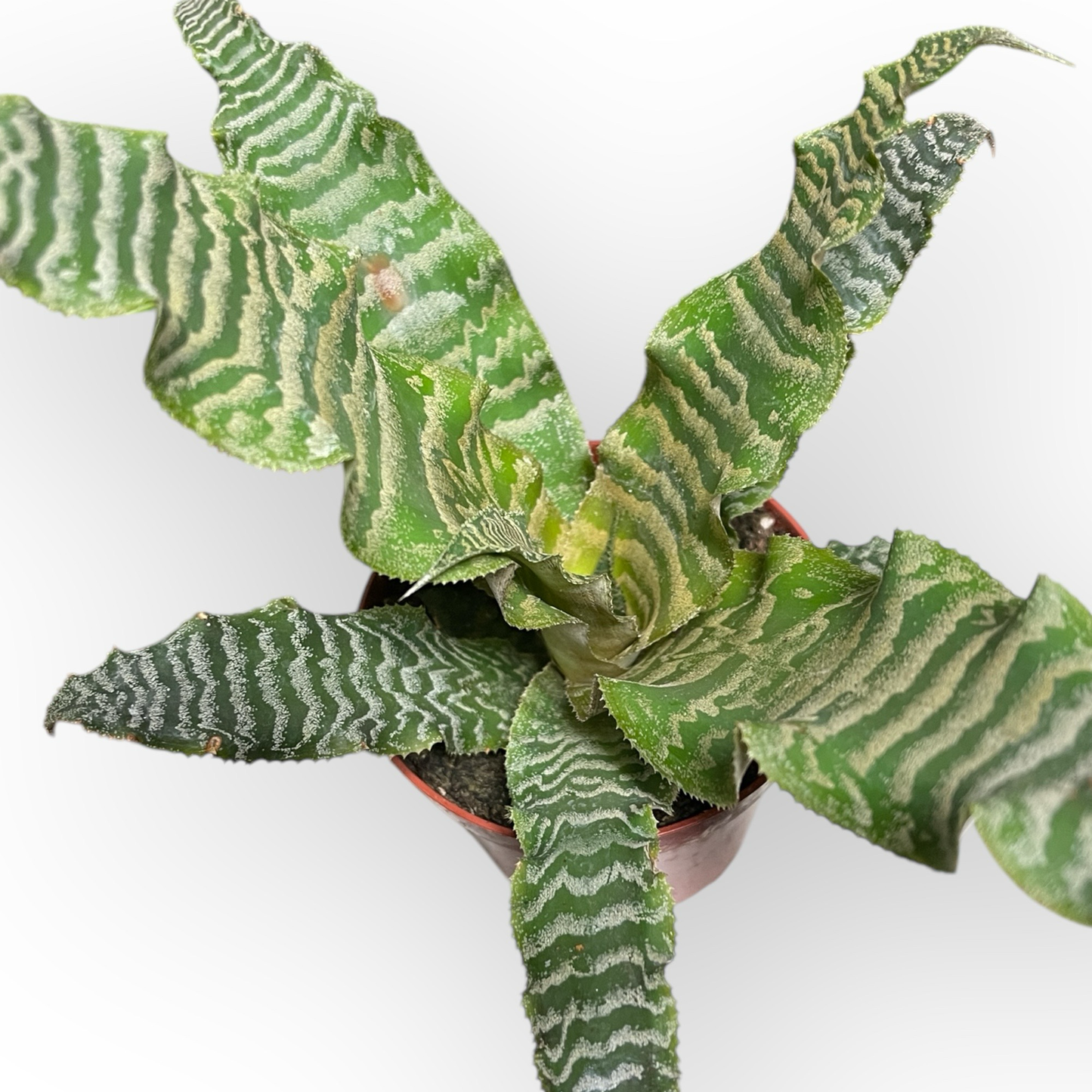 Cryptanthus Weiß/grün 10 cm
