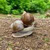 Helix Pomatia