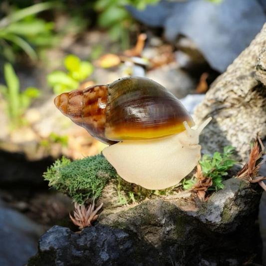 Archachatina rhodostoma Benin Albinobody