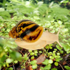 Archachatina marginata ovum Nigeria Albinokörper