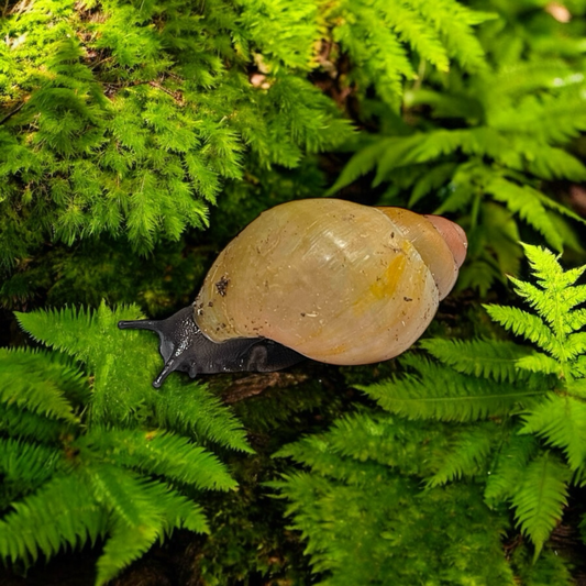 Archachatina marginata grevillei