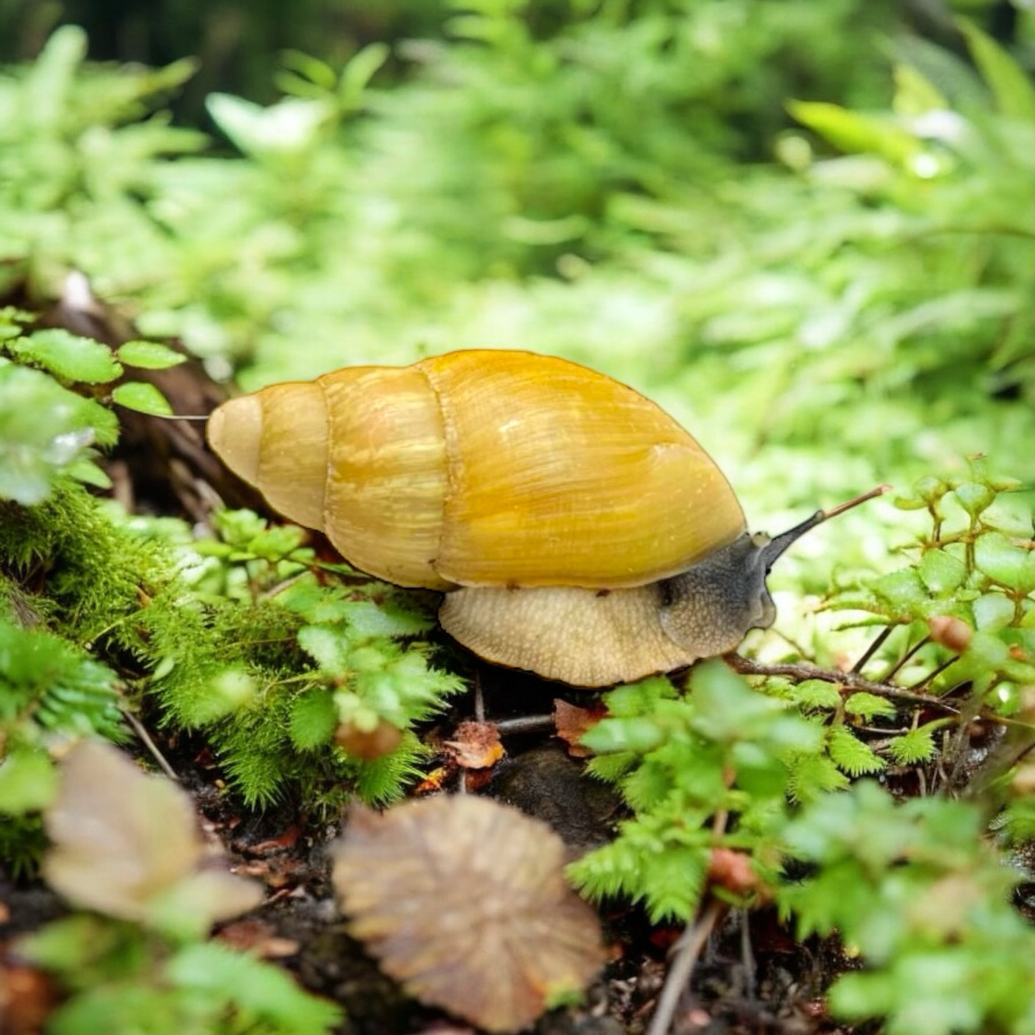 Arch. papyracea Albino Shell (auch bekannt als porphyrostoma) – Slime Side