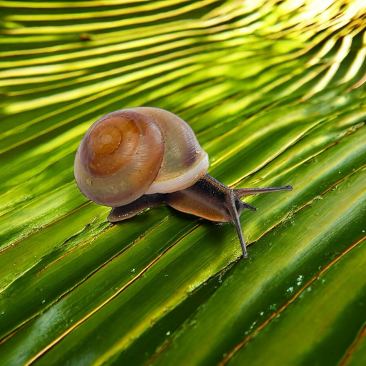 Pleurodonte isabella Barbados hellbraun