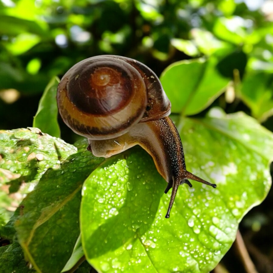 Pleurodonte isabella Barbados dunkel