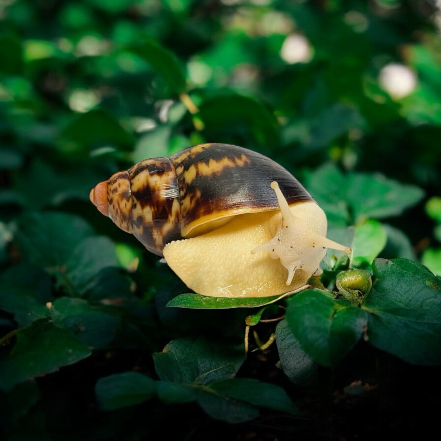 Archachatina marginata egregia leuzistisch