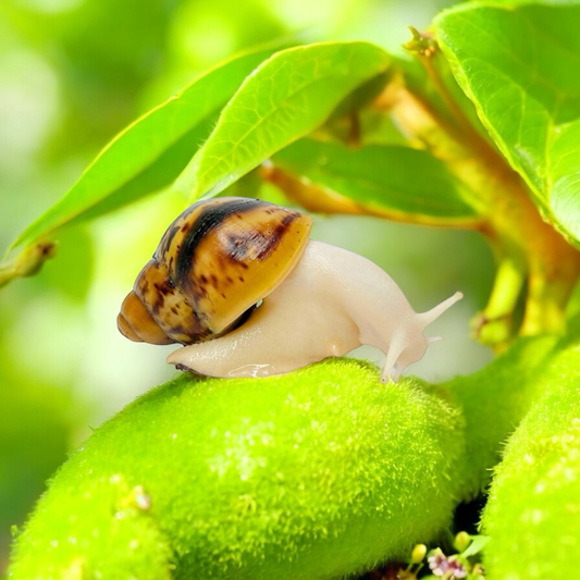 Archachatina marginata ovum leuzistisch