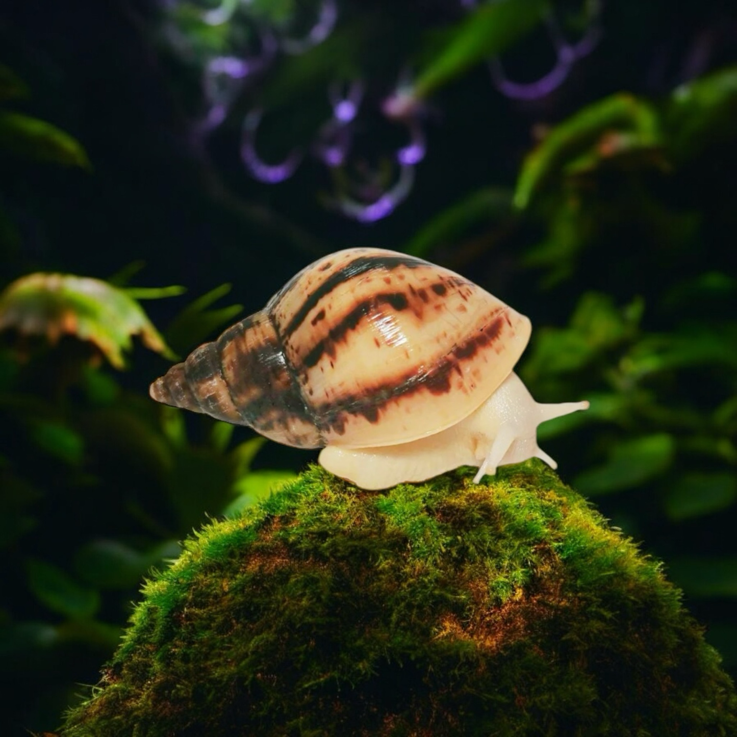 Lissachatina reticulata Albino