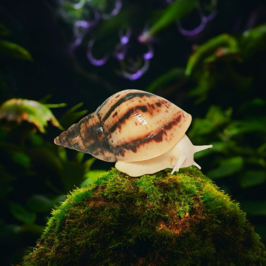 Lissachatina reticulata Albino