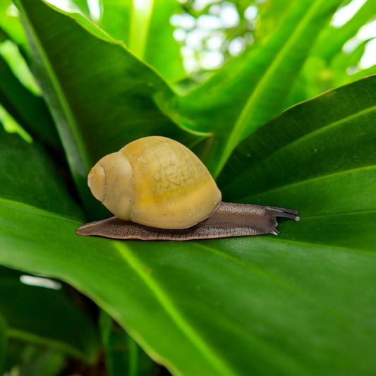 Archachatina marginata ovum Albina