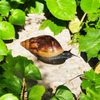 Lissachatina Fulica Wildfarben “DARK”