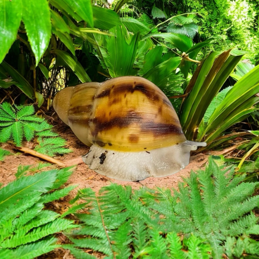 Archachatina marginata ovum silverbody