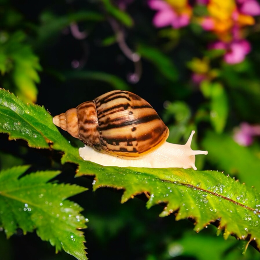 Lissachatina fulica Leucistic (leuzistisch)