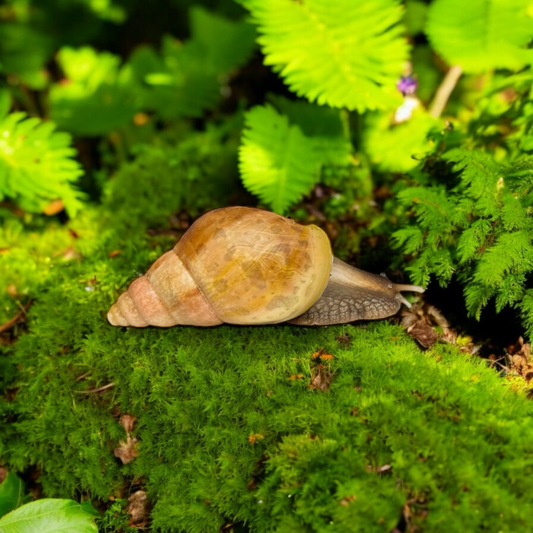 Lissachatina fulica hamillei variante rodatzi