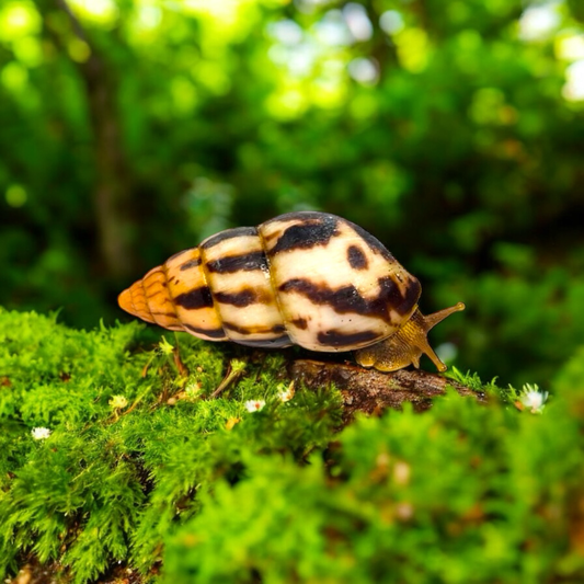 Limicolaria agathina Nigeria