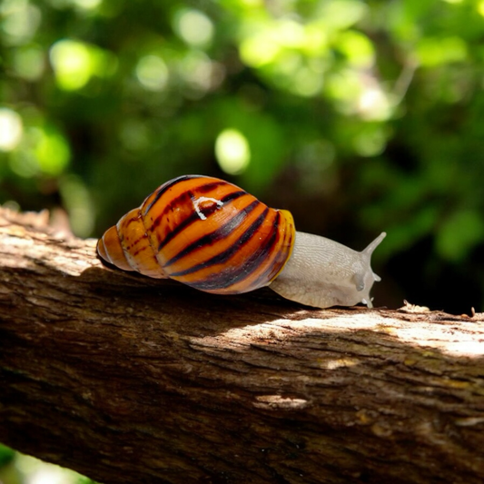 Archachatina marginata suturalis Silver Body