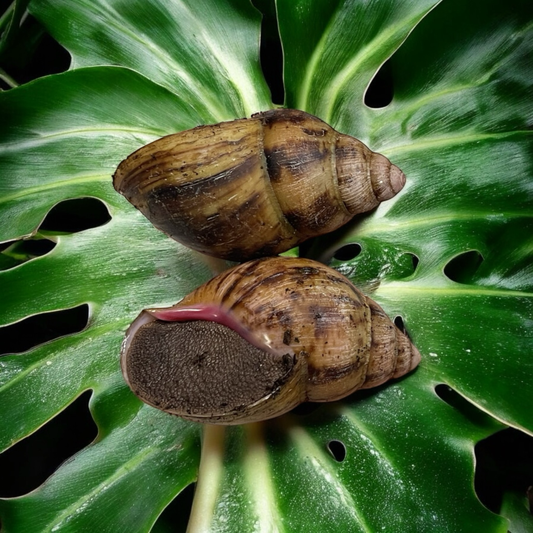 Archachatina marginata suturalis 11cm+
