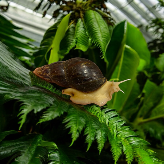 Lissachatina Fulica Albino Body “White Jade” 10-12cm Hauslänge