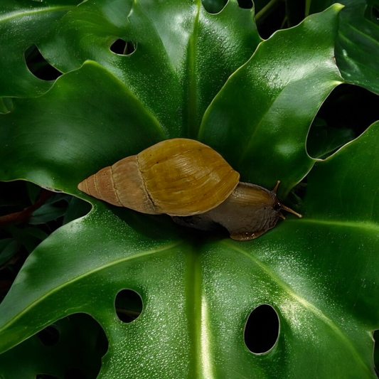 Lissachatina fulica hamillei variante rodatzi 4-6cm Hauslänge