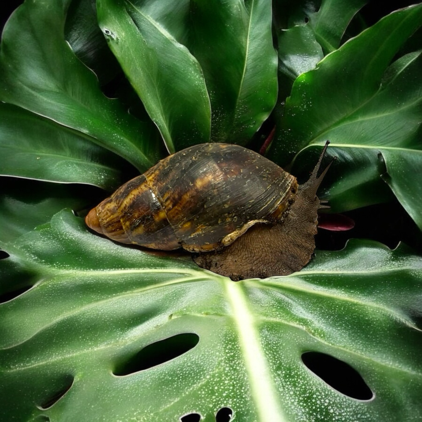 Archachatina marginata ovum Wildfarben 10-12cm Hauslänge