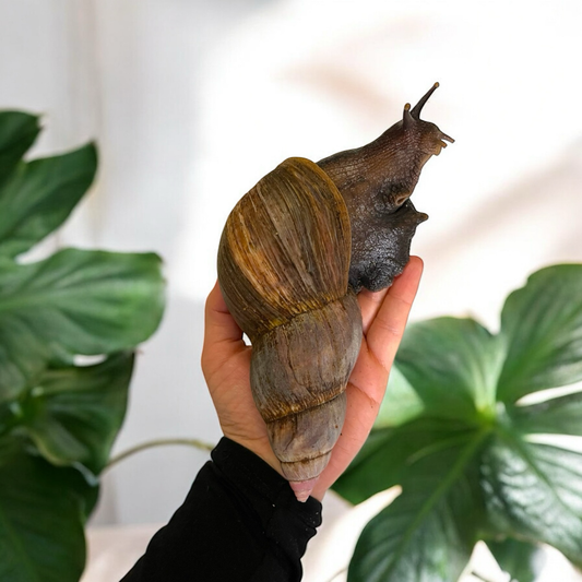 Lissachatina Fulica Wildfarben 15cm+ Hauslänge
