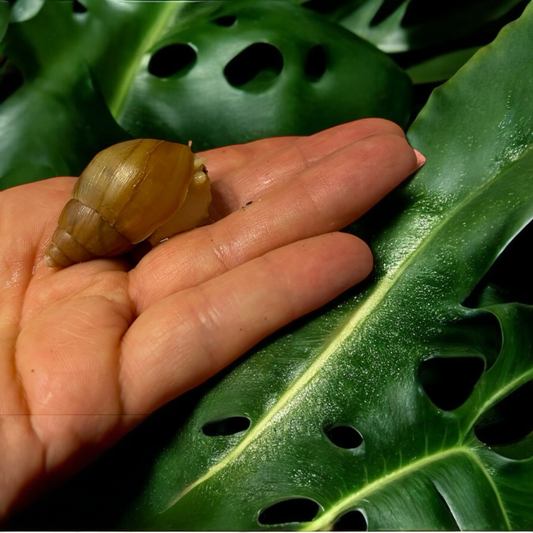Lissachatina Fulica Vollalbino 4-6cm Hauslänge