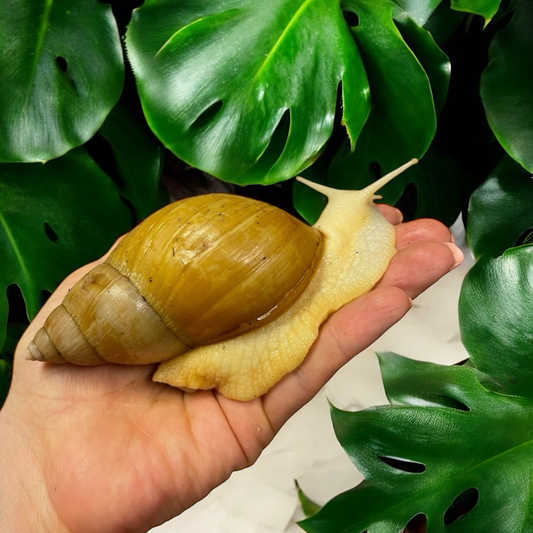Lissachatina Fulica Vollalbino ab 14cm Hauslänge