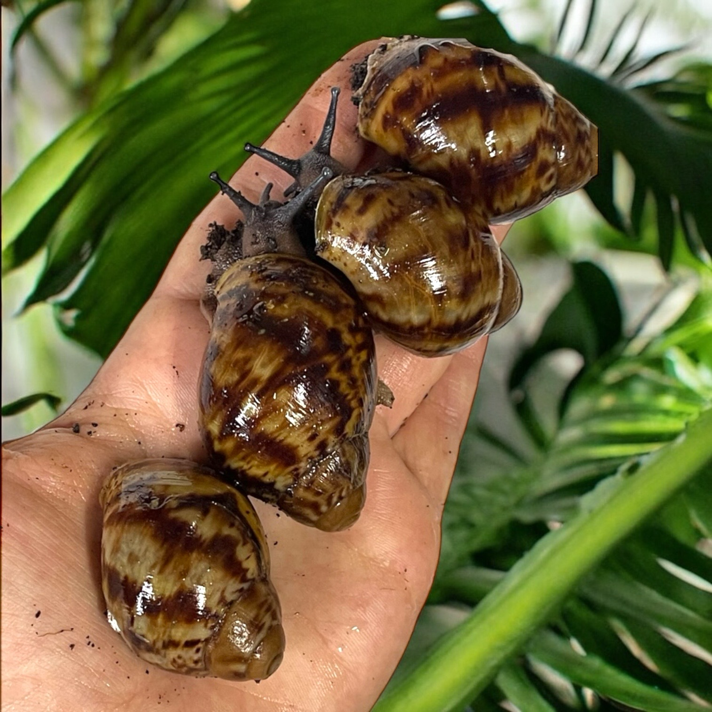 Archachatina marginata ovum Wildfarben 3-6cm Hauslänge