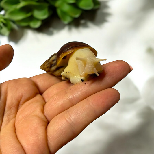 Lissachatina Fulica Albino Body “White Jade” 4-6cm Hauslänge