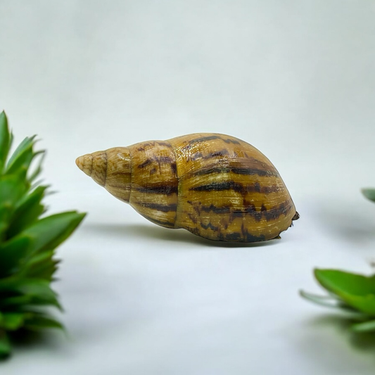 Import: Achatina achatina Gross ab 12+cm