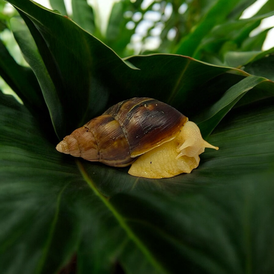 Lissachatina Fulica Albino Body “White Jade” 6-8cm Hauslänge