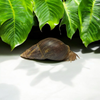 Lissachatina Fulica Wildfarben 6-8 cm Hauslänge