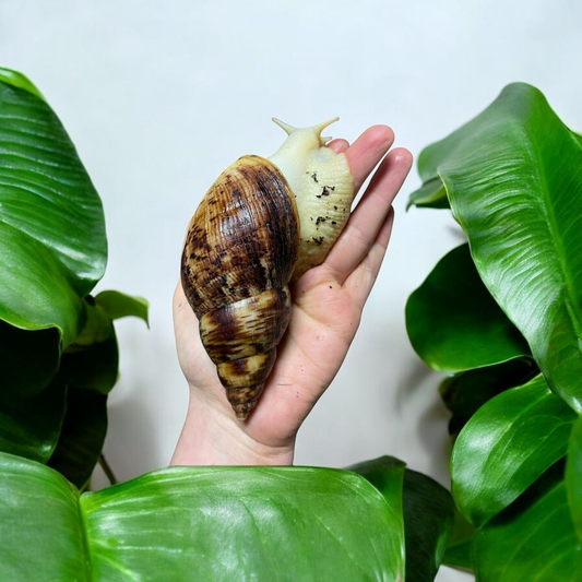 Lissachatina Reticulata Albino 9-12cm Hauslänge