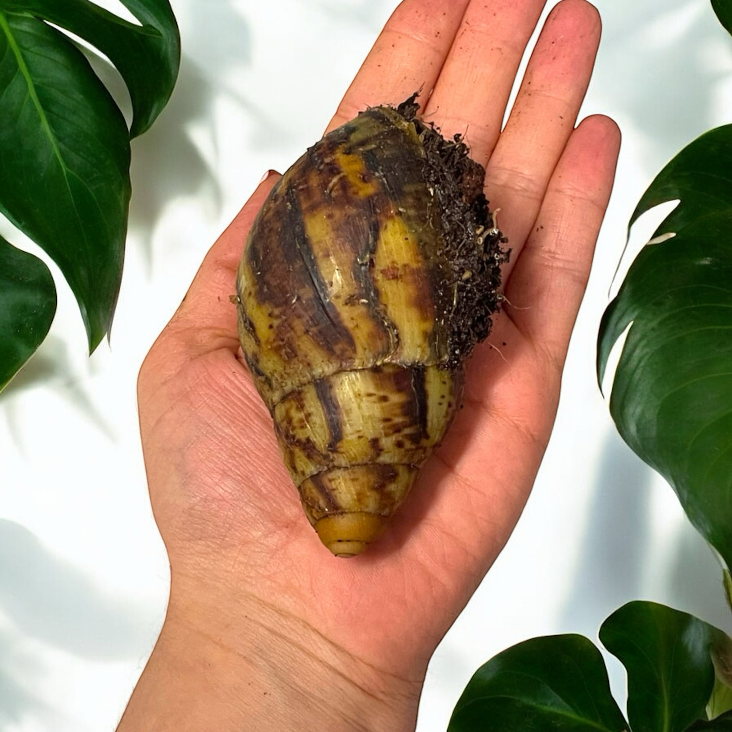 Archachatina marginata ovum Wildfarben 6-10cm Hauslänge
