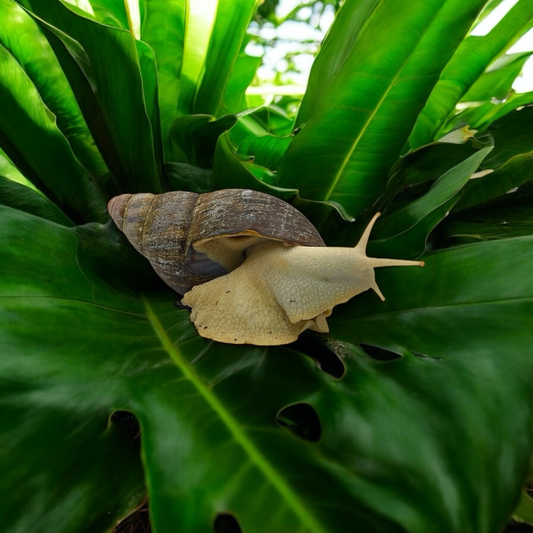 Archachatina marginata suturalis Albino Body Groß