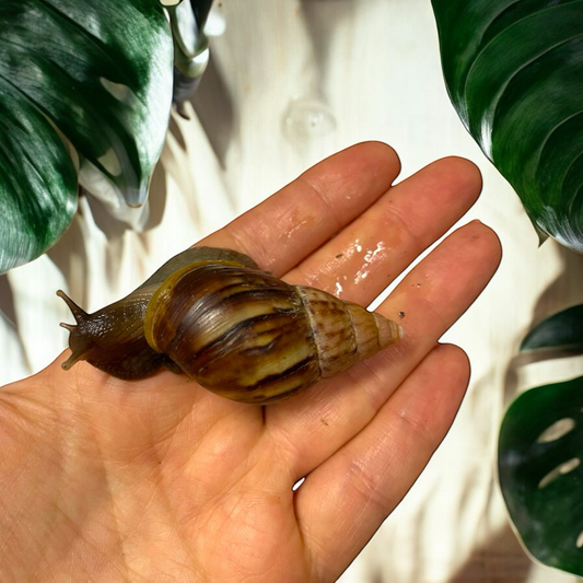 Lissachatina Fulica Wildfarben 4-6cm Hauslänge