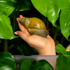 Lissachatina fulica hamillei variante rodatzi 10-12 cm Hauslänge