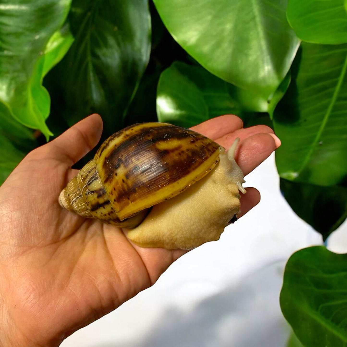 Archachatina marginata ovum Leucistic 10cm+ Hauslänge