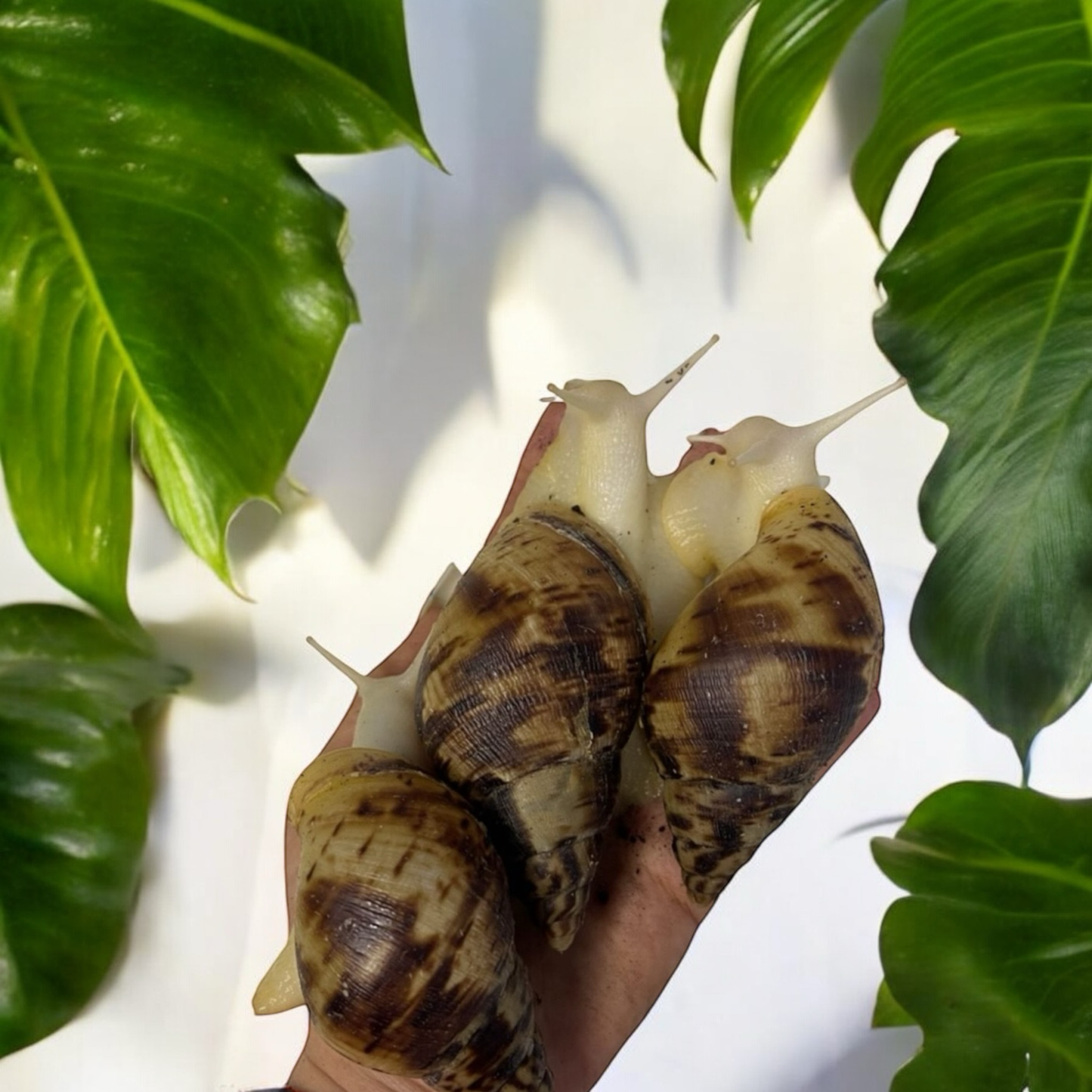 Lissachatina Reticulata Albino 6-8cm Hauslänge