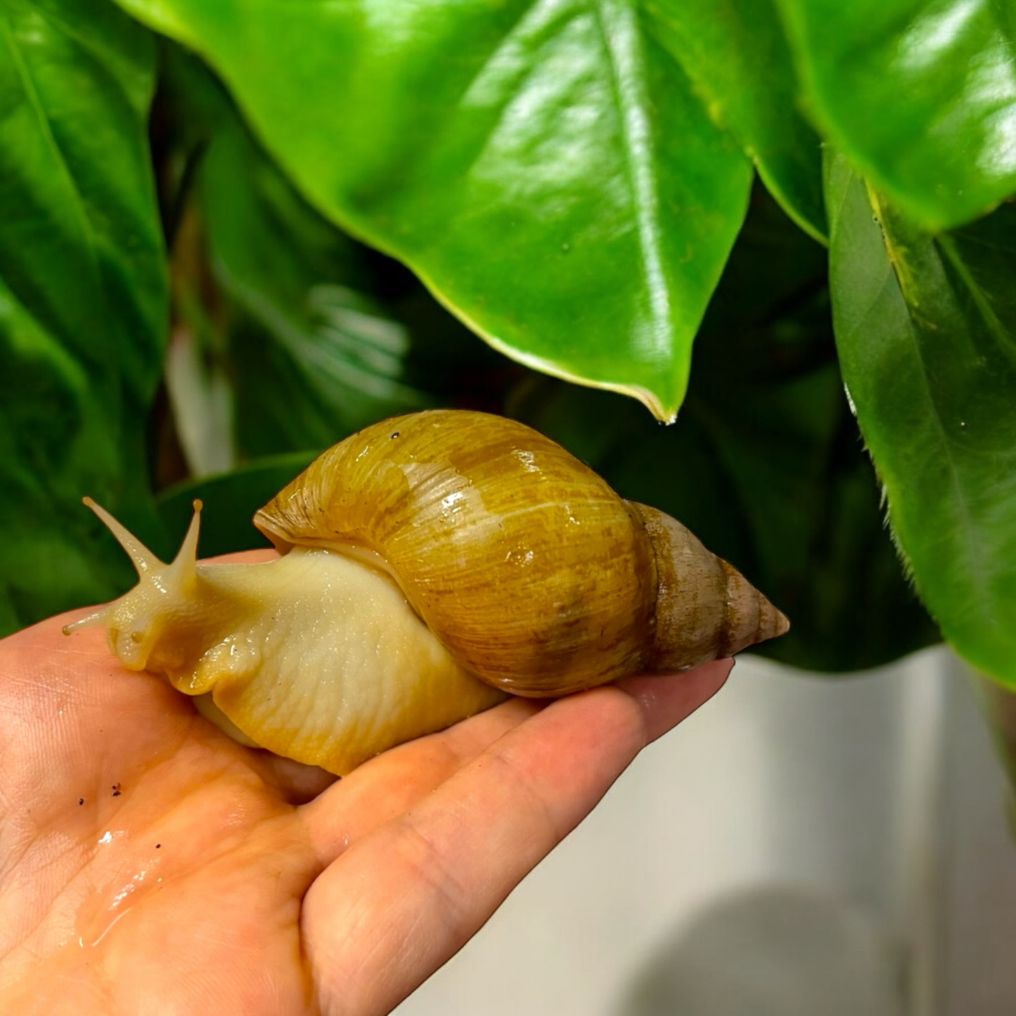 Lissachatina Fulica Vollalbino 6-8cm Hauslänge