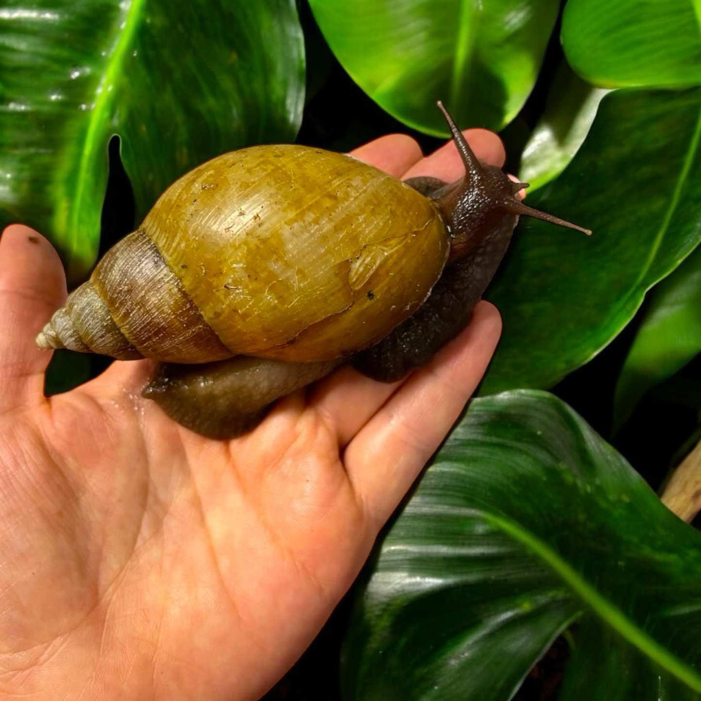 Lissachatina fulica hamillei variante rodatzi 6-8 cm Hauslänge