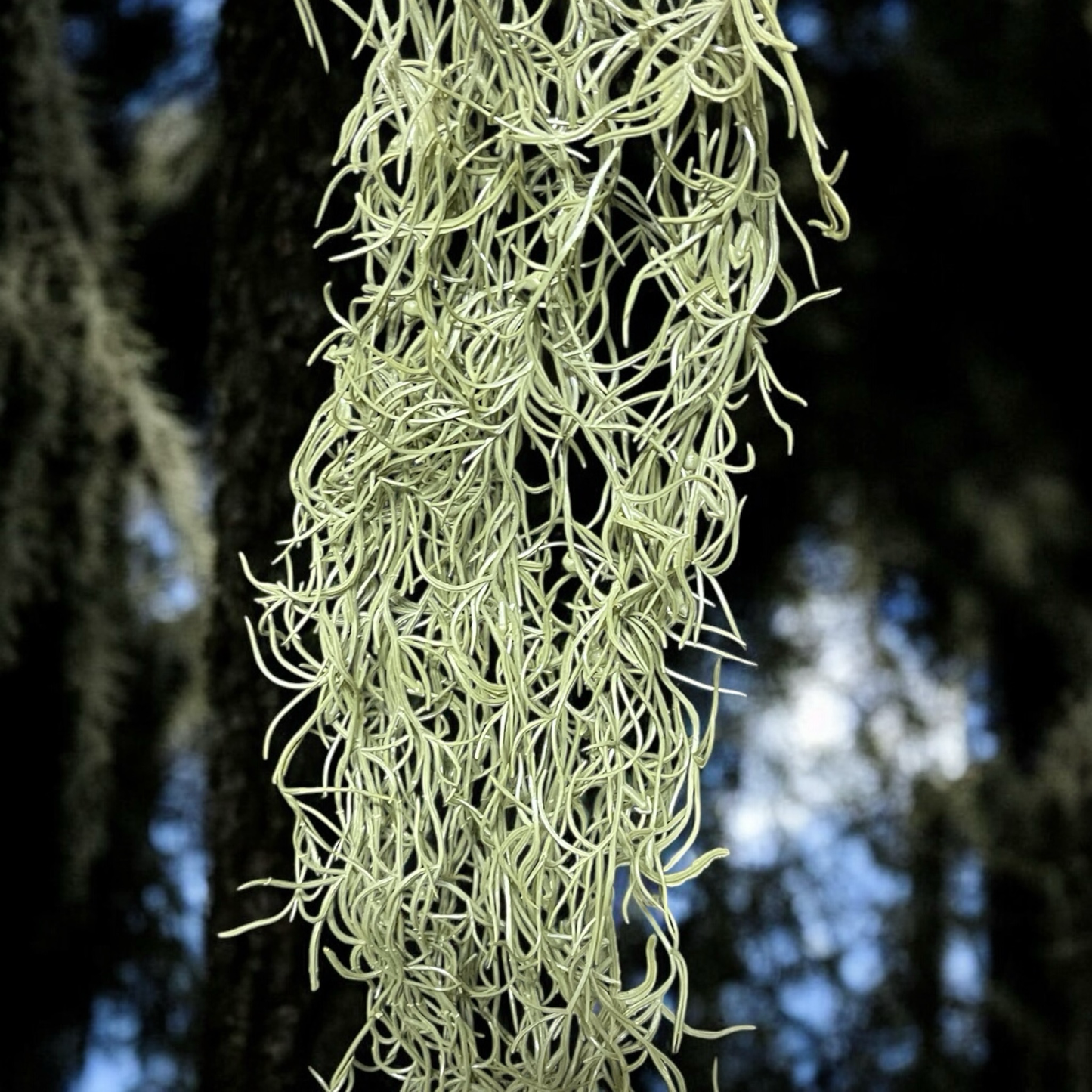 Tillandsia Usneoides 60cm
