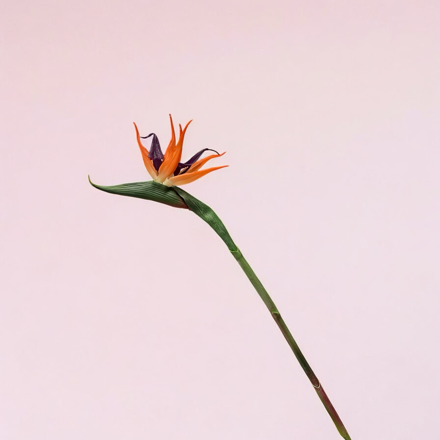 Paradiesvogel Blume 60cm