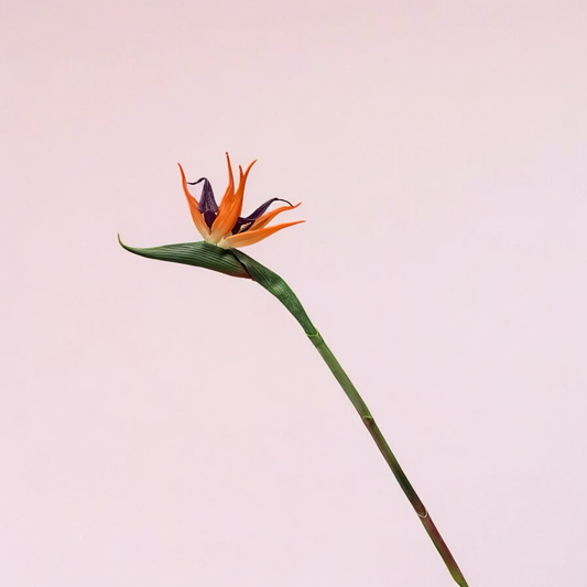 Paradiesvogel Blume 60cm