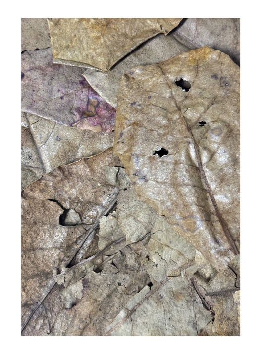 Seemandelbaumblätter Bruch 1 Liter