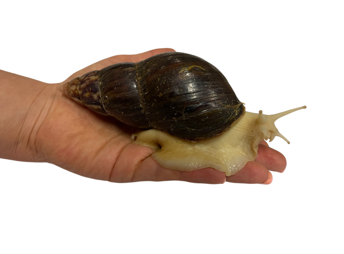 Lissachatina Fulica Albino Body “White Jade” 13 - 16cm Hauslänge